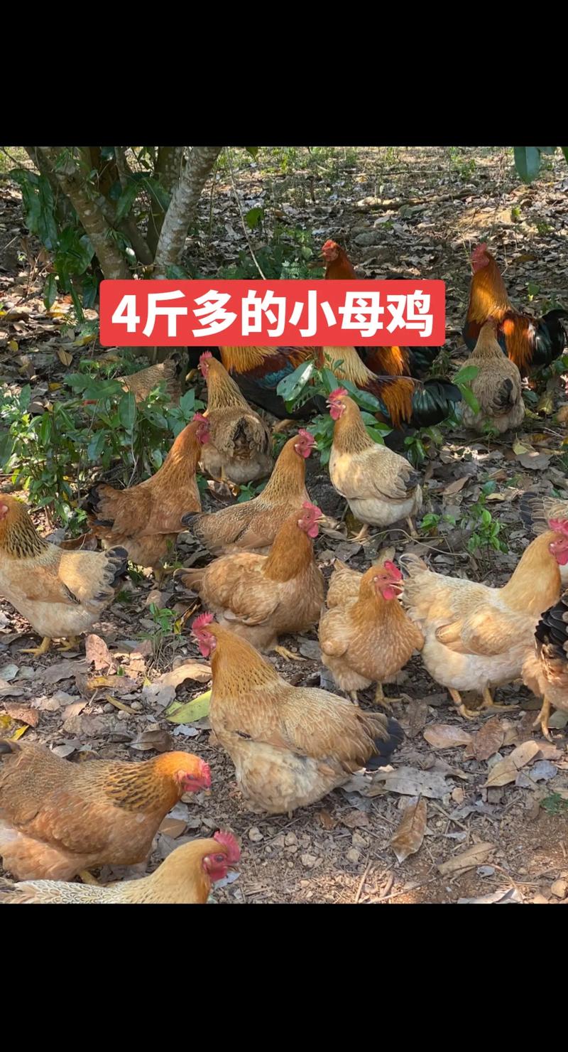 快乐崇拜手语舞 快乐崇拜舞蹈动作分解 快乐崇拜手语舞 快乐崇拜舞蹈动作分解