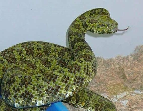 �������˵Ļ� ��������úõĻ�