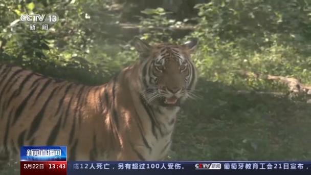 属蛇和属龙能共事业吗 属蛇和属龙能共事业吗
