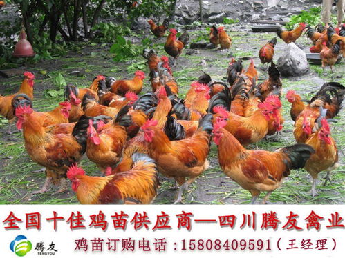 名字果真能影响人的命运吗名字好不好和命运有什么关系 名字果真能影响人的命运吗名字好不好和命运有什么关系