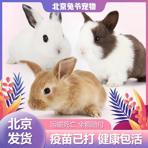 为什么红掌不能放在卧室里 (家里养红掌的风水禁忌) 为什么红掌不能放在卧室里 (家里养红掌的风水禁忌)