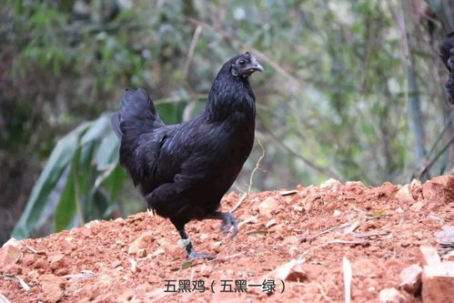 卧室床头摆放有什么风水禁忌(床头风水禁忌视频讲解大全) 卧室床头摆放有什么风水禁忌(床头风水禁忌视频讲解大全)
