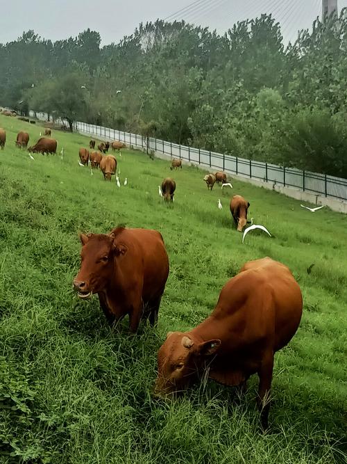 ������ļ�������Ů