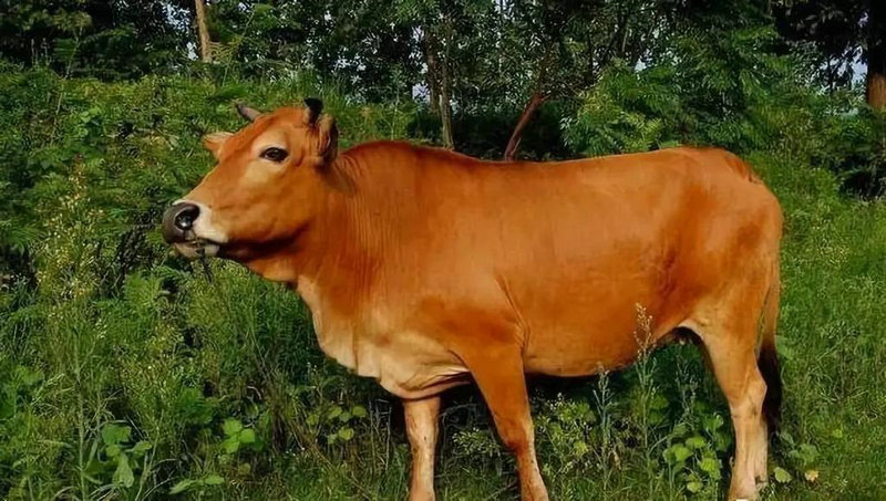 ��һ����ȥ����ڼ��㸸ĸ����Ф