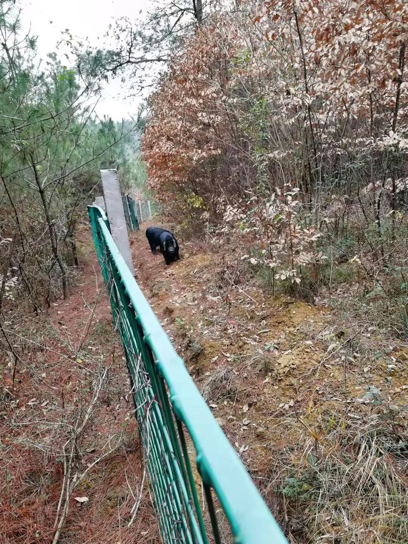 周公梦境解读手册梦中象征意义全面解读 周公梦境解读手册梦中象征意义全面解读