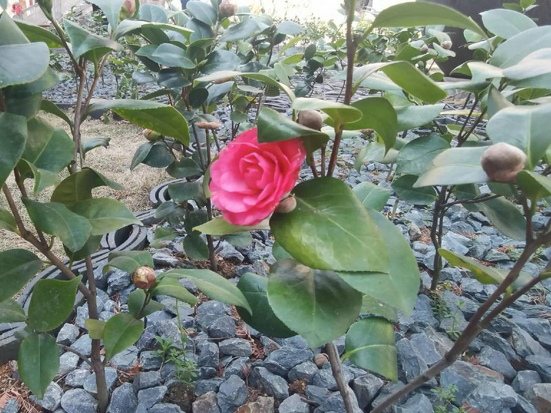 客厅水晶灯暗藏这么多风水禁忌 客厅水晶灯暗藏这么多风水禁忌