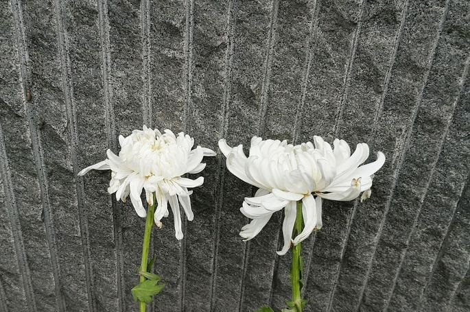 紫微斗数子女宫巨门星 紫微斗数子女宫巨门星