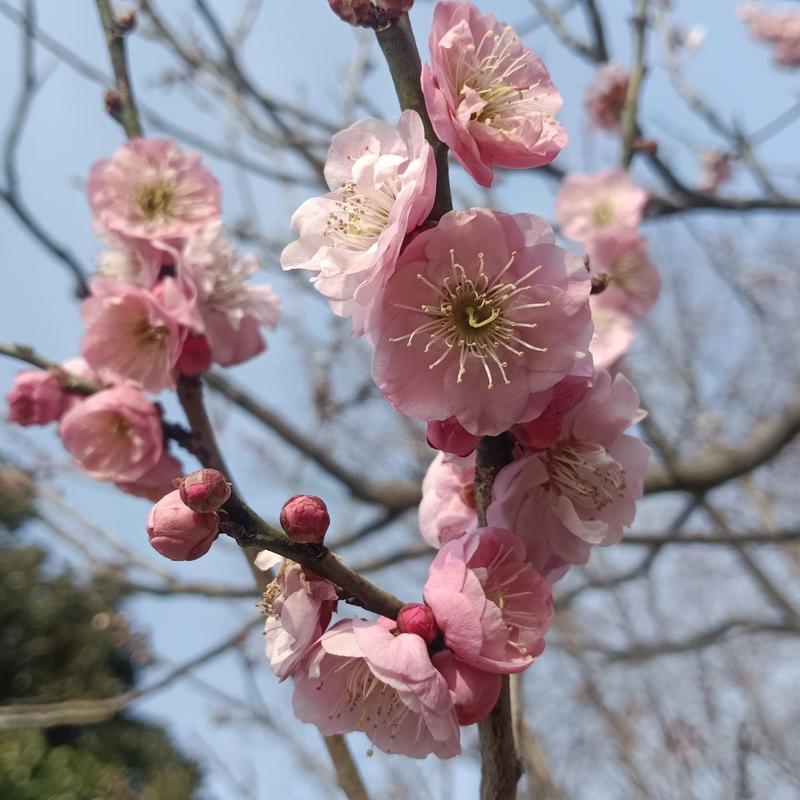 金牛座什么蛋糕(金牛座的生日蛋糕是什么样子的) 金牛座什么蛋糕(金牛座的生日蛋糕是什么样子的)